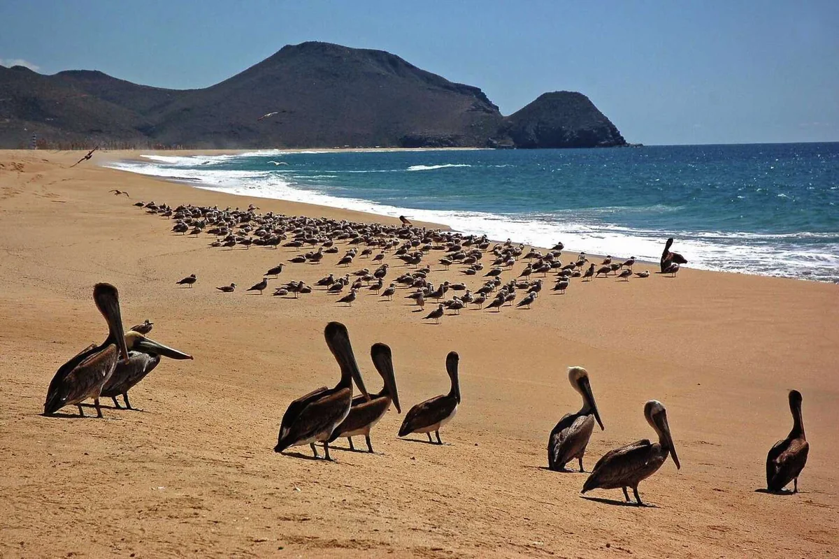 Playa La Cachora, Todos Santos · Todos Santos