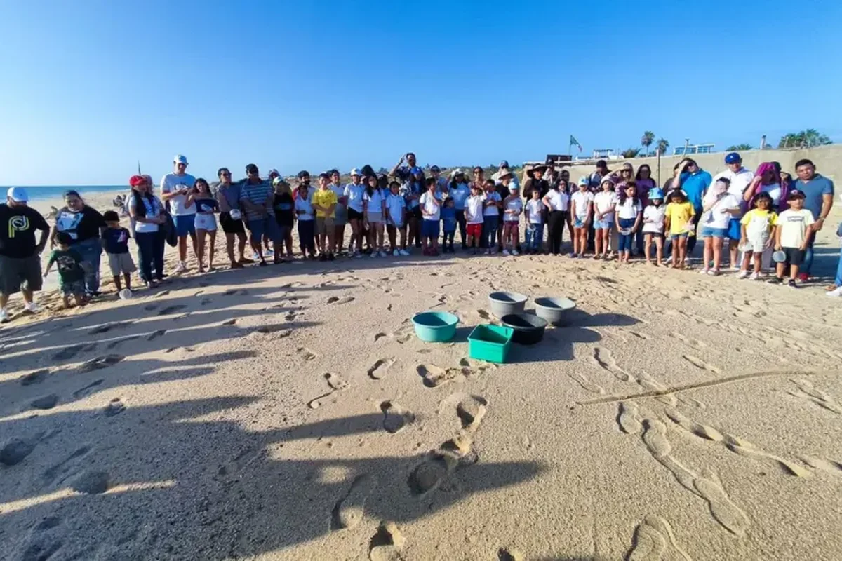 Sea turtle releases, Playa La Maquina · Todos Santos