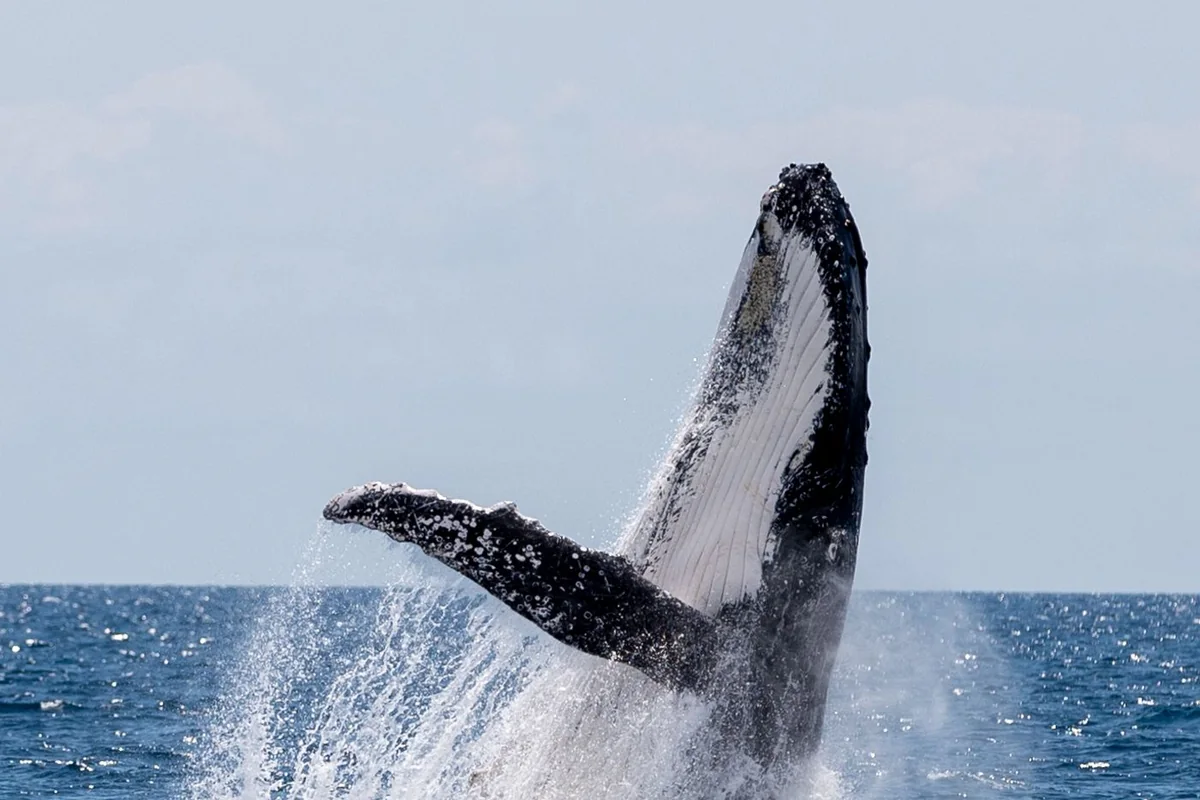 Whale watching from the shore, La Cachora · Punta Lobos · Todos Santos