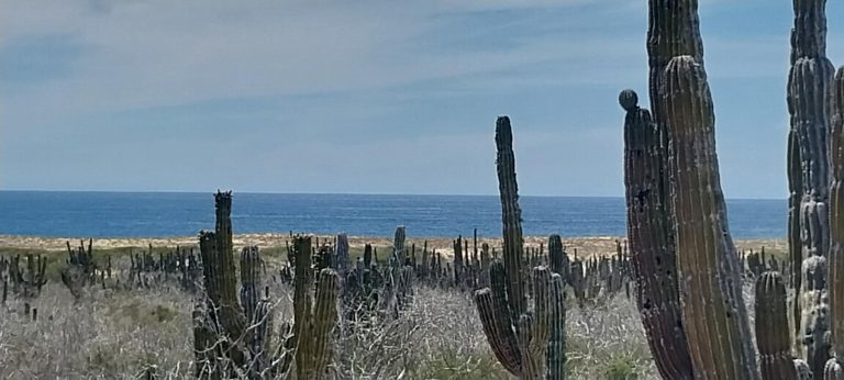 3rd Tier Playitas Oceanfront – photo 2