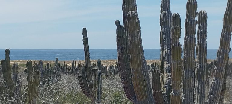 3rd Tier Playitas Oceanfront – photo 3