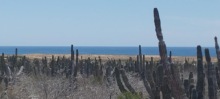 3rd Tier Playitas Oceanfront – photo 5