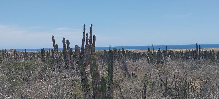 3rd Tier Playitas Oceanfront – photo 4