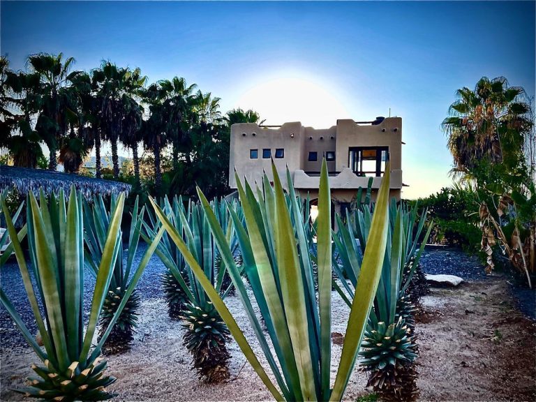 Agave Las Playitas – photo 4