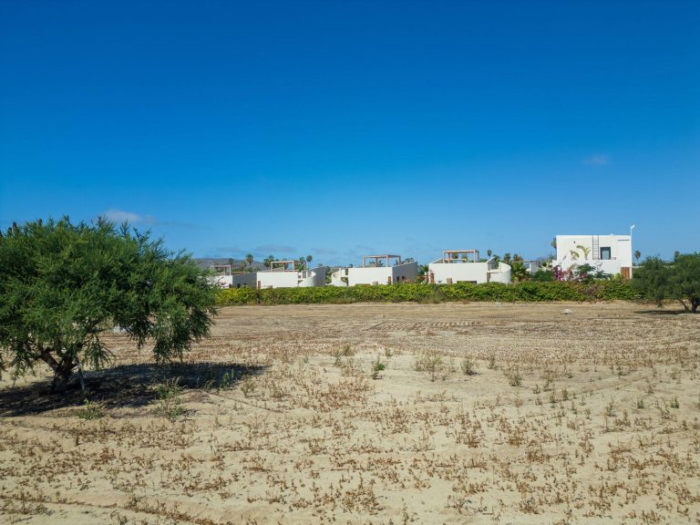 Cactus Farm 1 – photo 3