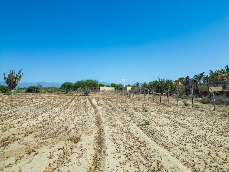 Cactus Farm 2 – photo 5