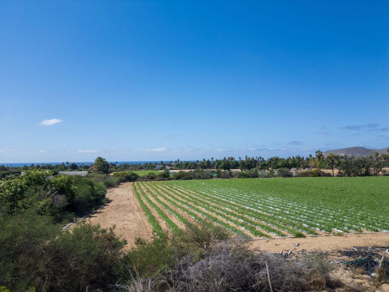Cactus Farm 2 – photo 4