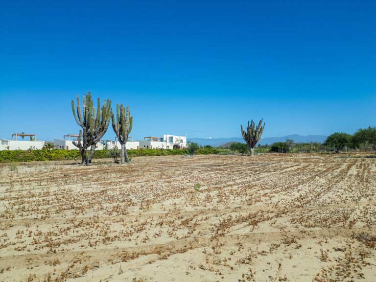 Cactus Farm 2 – photo 2