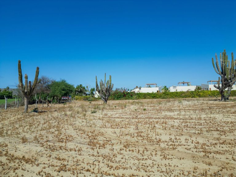 Cactus Farm 2 – photo 3