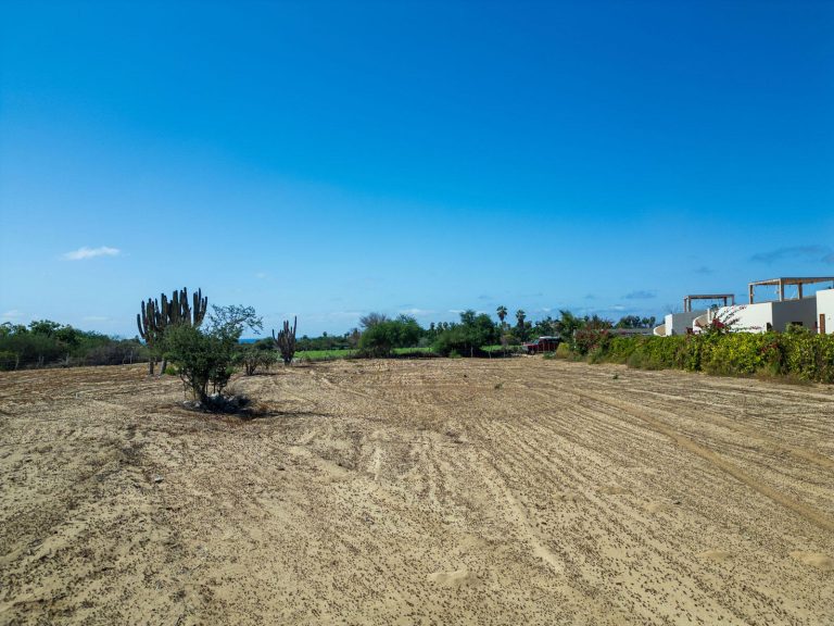 Cactus Farm 3 – photo 3