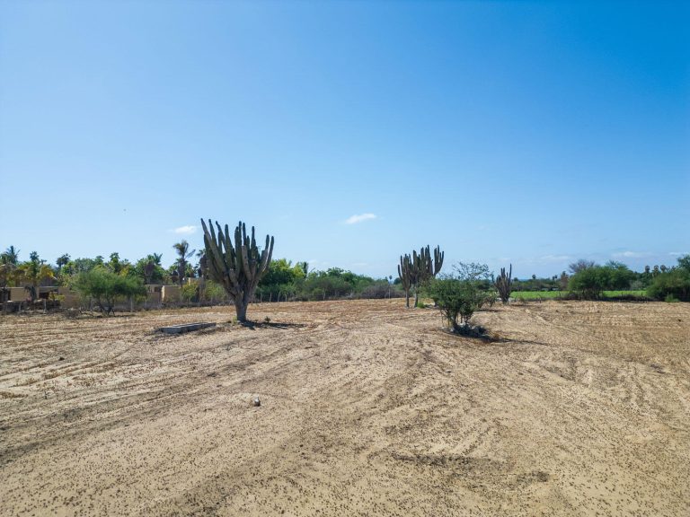 Cactus Farm 3 – photo 2