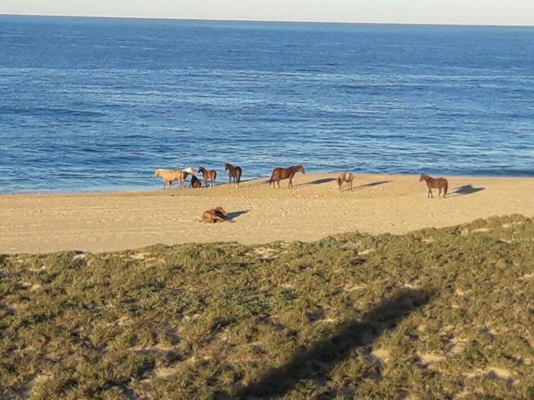 Camino Las Playitas, – Land for sale in Las Playitas, Todos Santos North (Las Playitas / Agua Blanca)