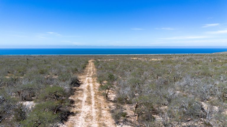 Desert Land – photo 2