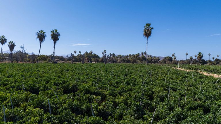 Huerta Tranquila – photo 2