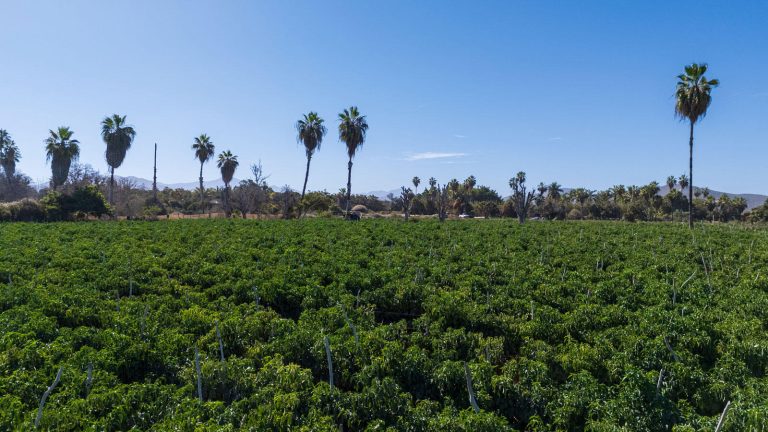 Huerta Tranquila – photo 3