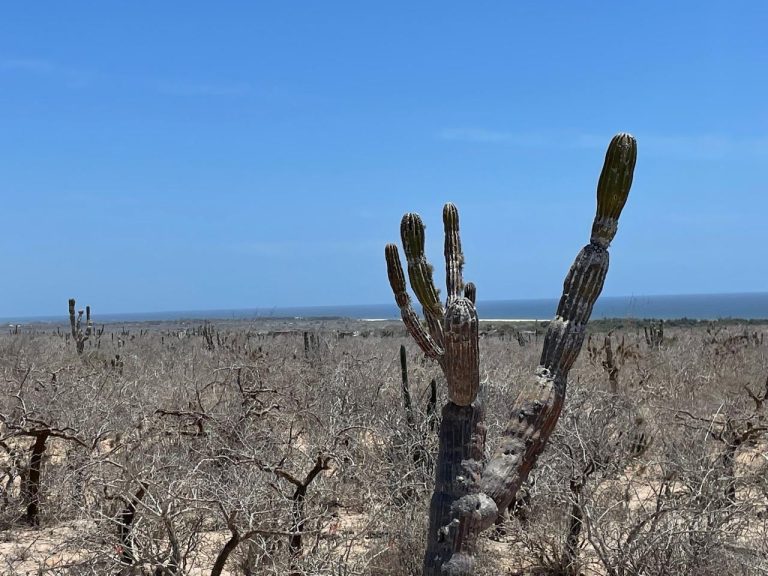 LAND LAS PLAYITAS – photo 2