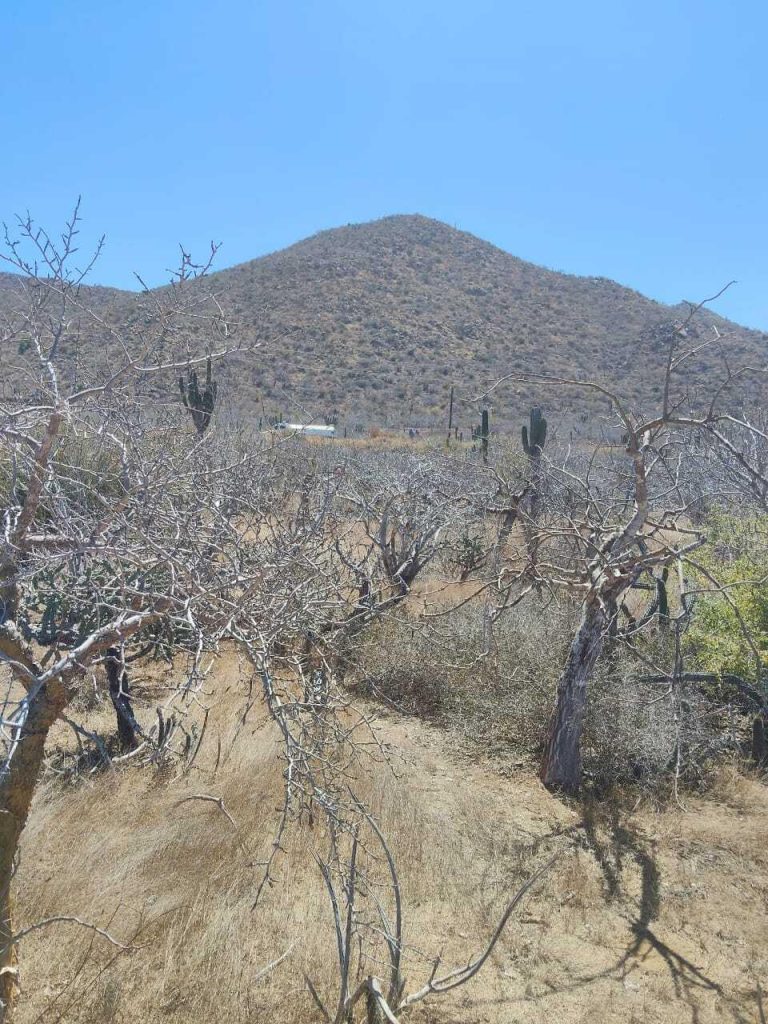 LAND OCEANVIEW LOS CERRITOS – photo 2