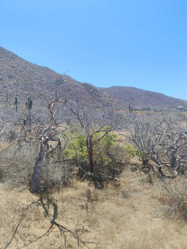 LAND OCEANVIEW LOS CERRITOS – photo 4