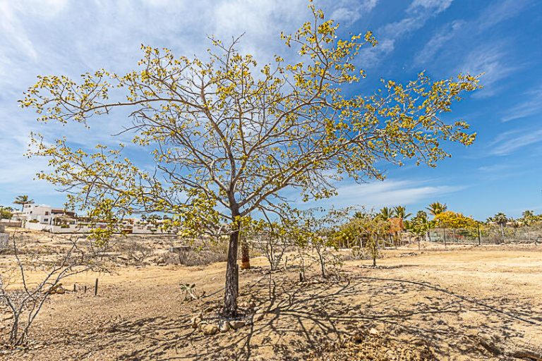 Las Brisas – Land for sale in Las Brisas- Todos Santos, Todos Santos