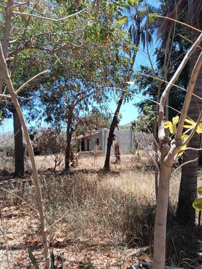 Los Mangos – photo 5