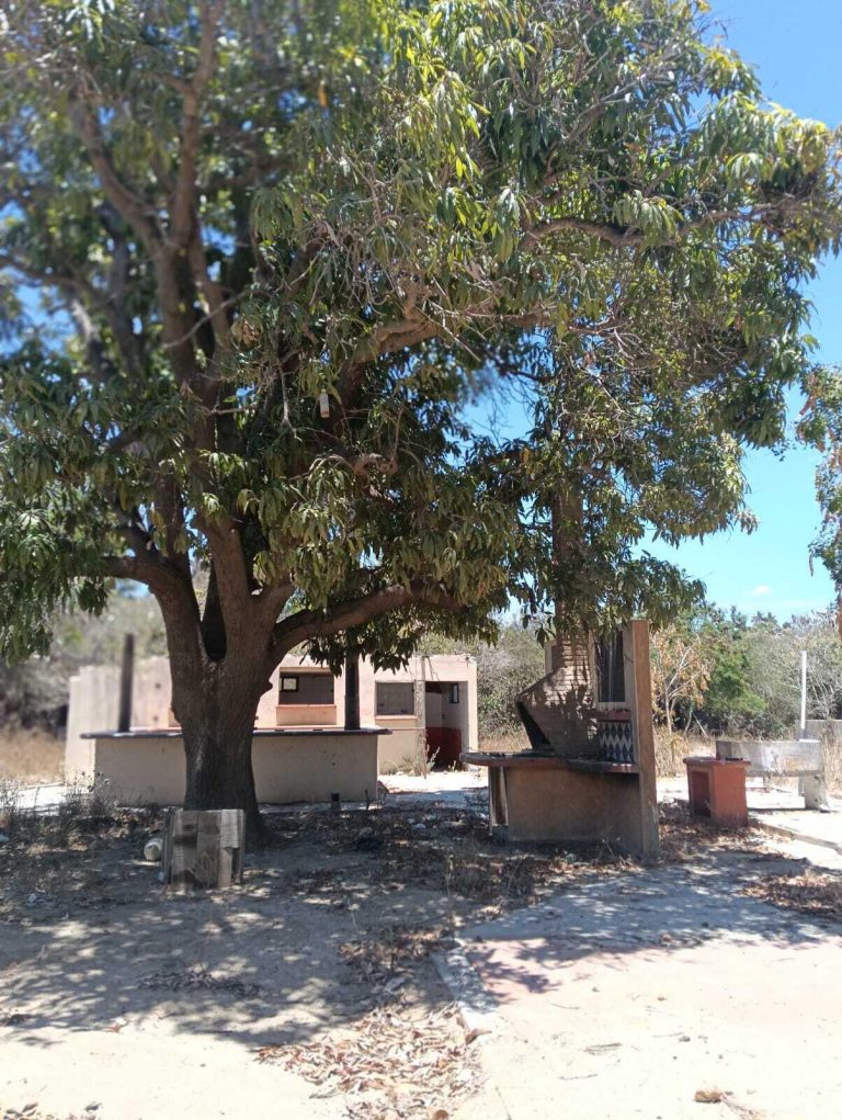 Los Mangos – photo 4