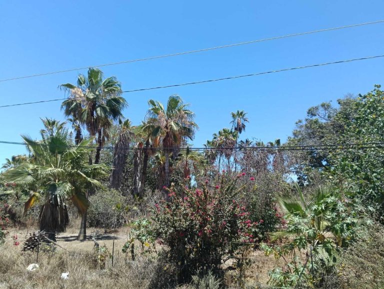 Los Mangos – photo 3