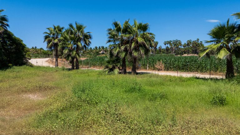 Lote 2 Palmas – photo 3
