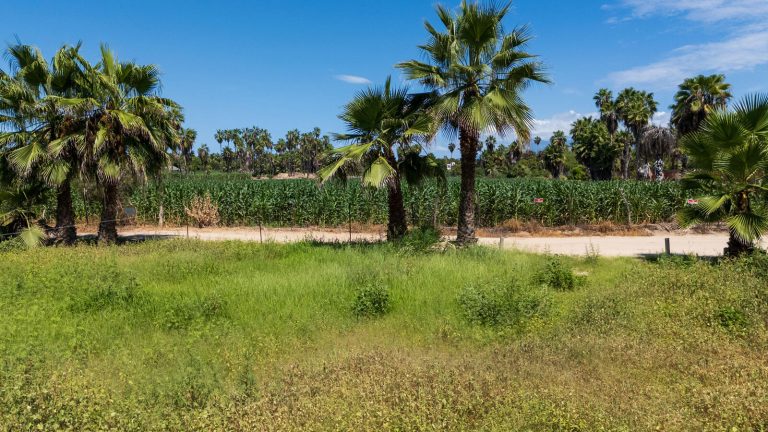 Lote 2 Palmas – photo 2