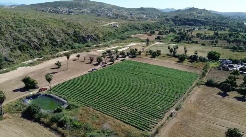 lote albahaca – photo 1