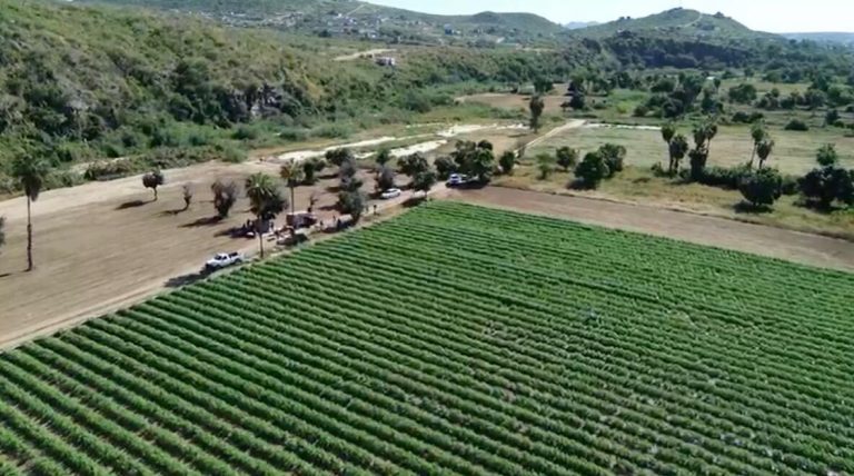 lote albahaca – photo 2