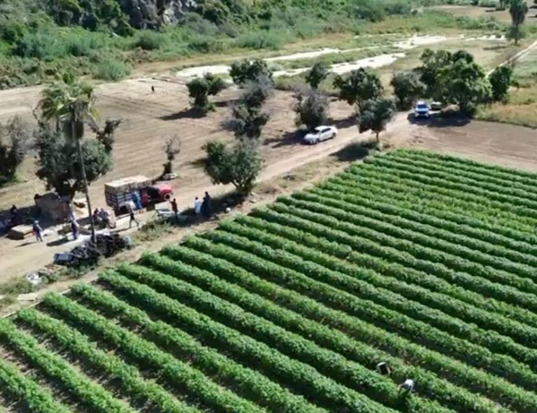 lote albahaca – photo 3