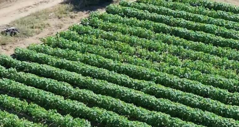 lote albahaca – photo 4