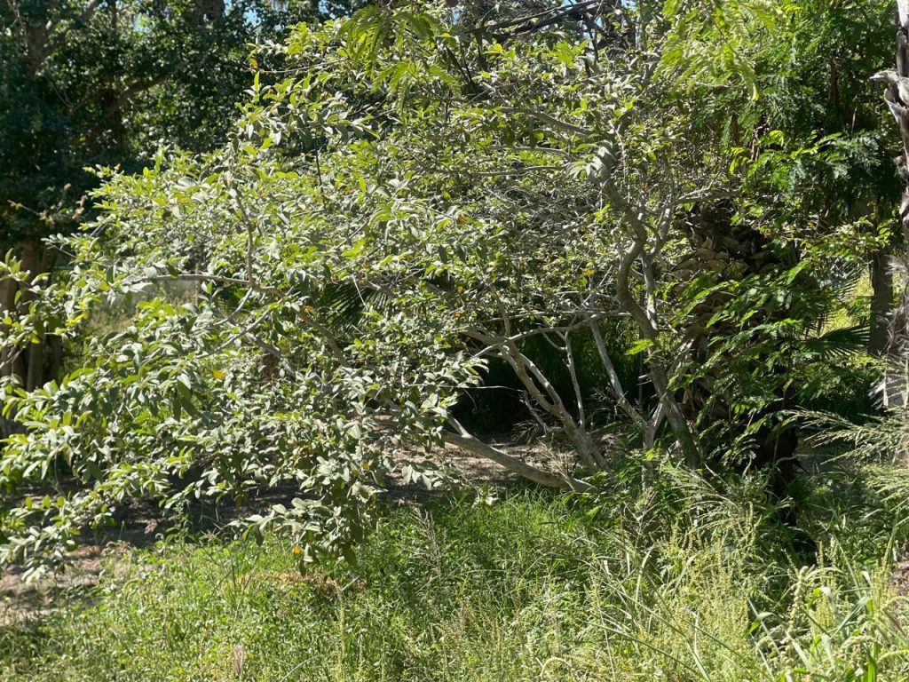 Lote Huerta Vieja – photo 1
