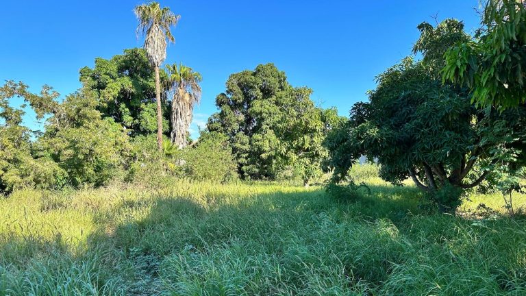 Pescadero Mango Orchard – photo 4