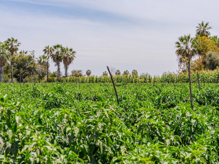 Rare Gem #2 – Land for sale in Centro-Todos Santos, Todos Santos