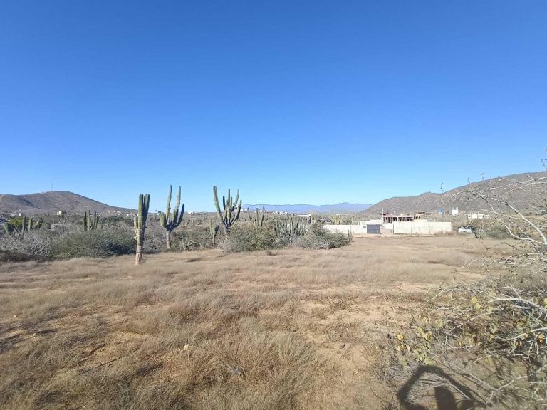 Snake lot – photo 3