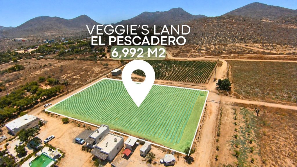 Veggie’s Land – photo 1