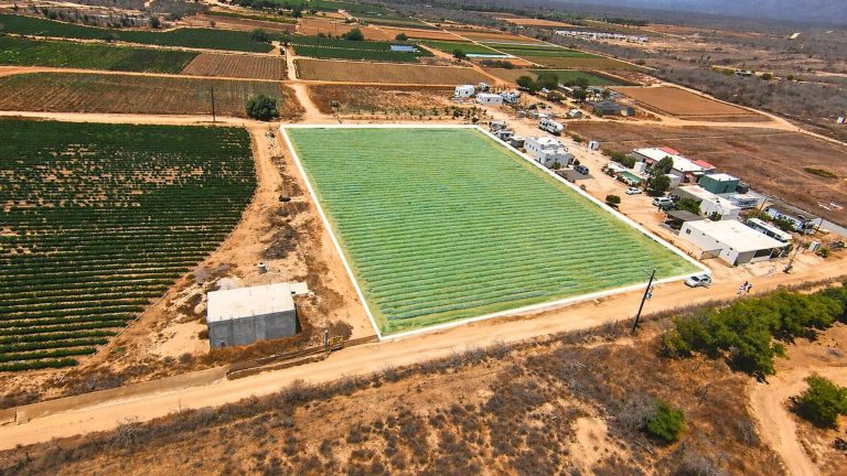 Veggie’s Land – photo 5