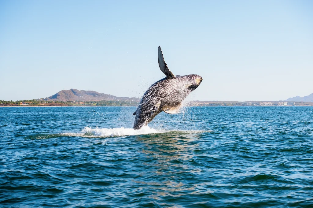 A humpback whale breaching off the coast of Todos Santos