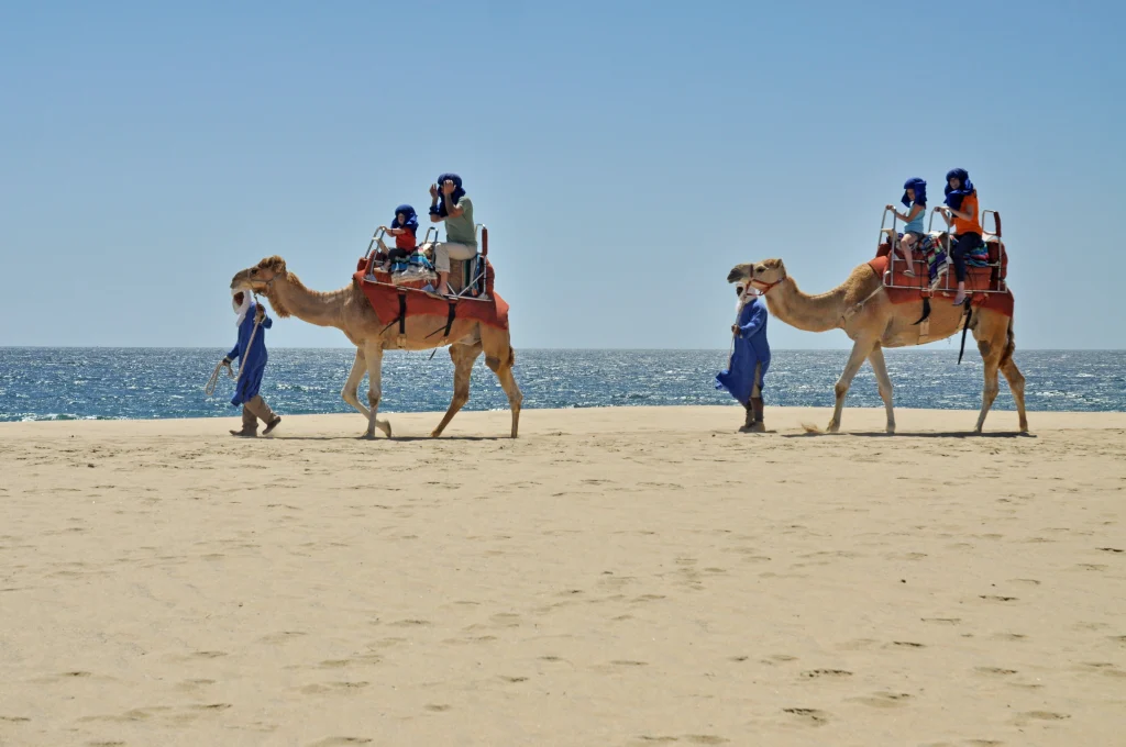 Camels on the beach